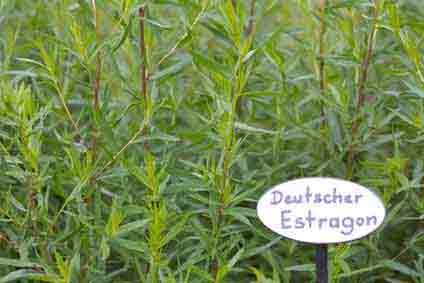 Perennial aster herbs: Southernwood