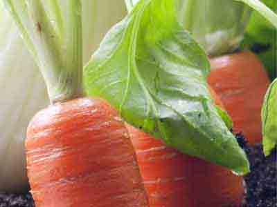 Karotten (Möhren, Mohrrübe)