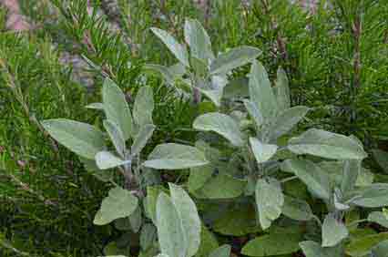 Perennial labiate (mint family) herbs: Sage
